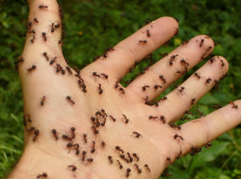 Как избавиться от муравьев на участке? Уйдут сами из-за двух растений. Проверено!