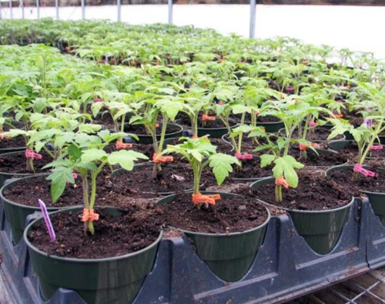 Что не любит рассада томатов: 7 категорических «Нельзя»