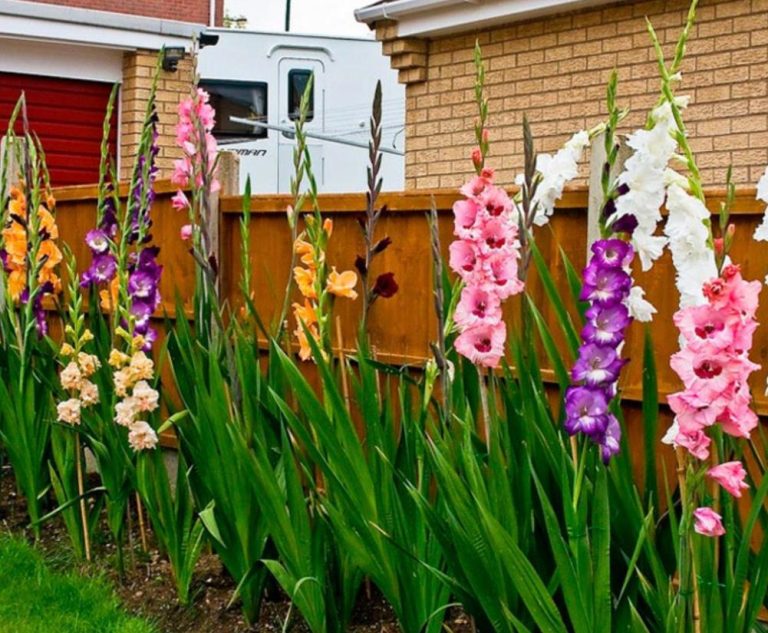 Чтобы мои гладиолусы пышно цвели, сажаю их весной по определенным правилам