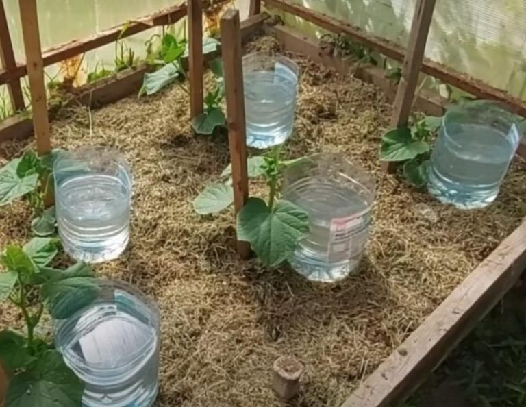 Бесплатный капельный полив, экономящий силы и деньги