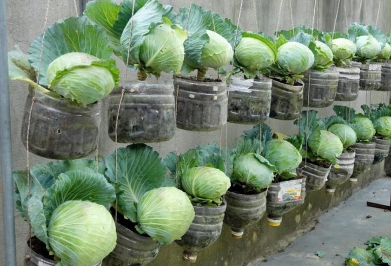 Никакой грязи и больной спины. Капусту выращиваю прямо в бутылках!