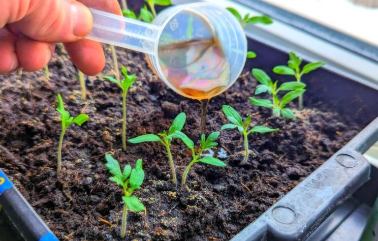 Рассада помидор взошла сразу. Поливаю этим раствором и всходы становятся крепкие и жирненькие прямо на глазах