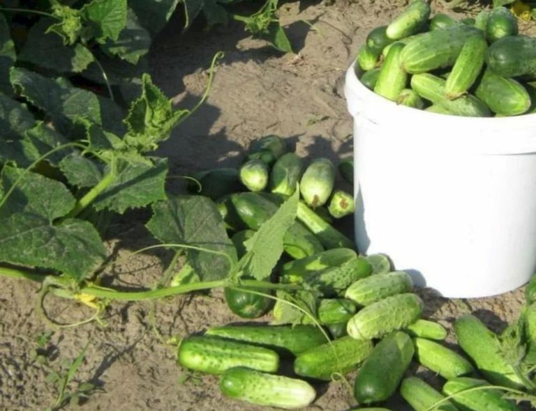 Рядом с грядкой огурцов постоянно сажаю один овощ и урожай повышается в 2 раза даже без удобрения