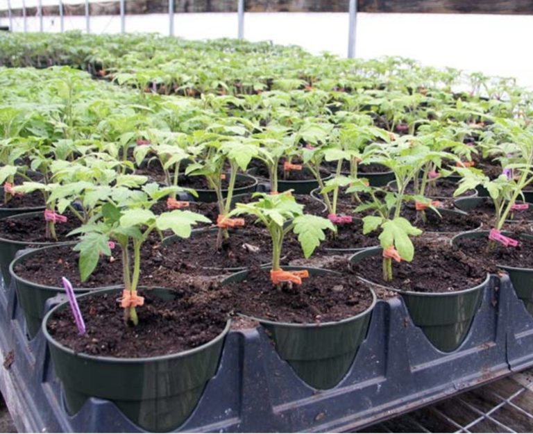 Что не любит рассада томатов: 7 категорических «Нельзя»!