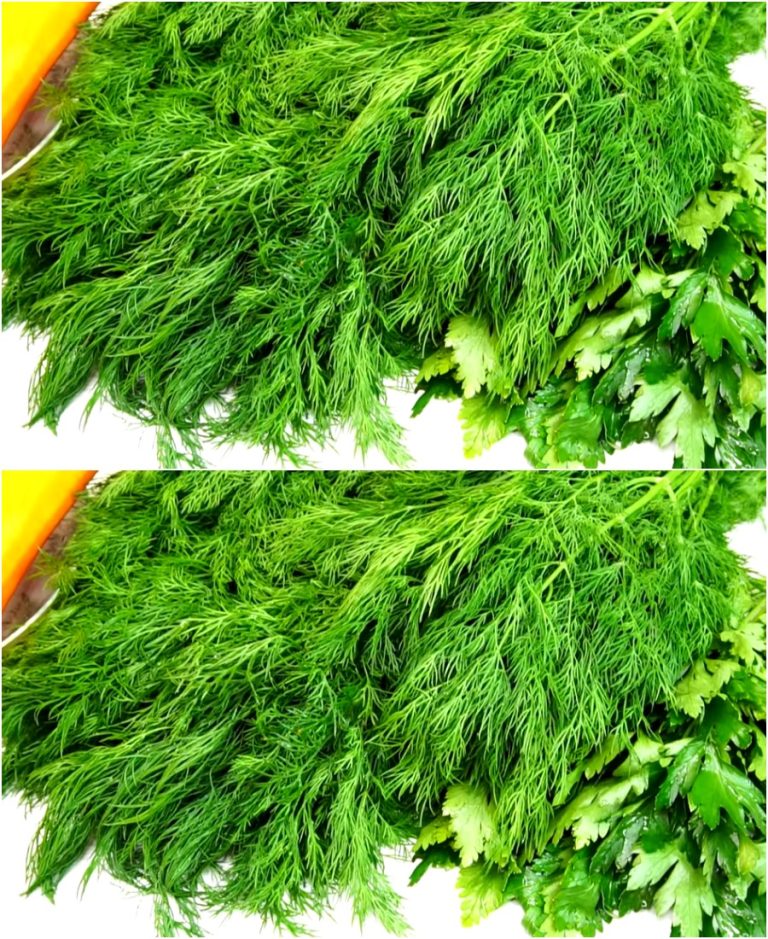 Вот, что я делаю с укропом на зиму без стерилизации. Приправа для супа: улетает по 10 баночек за зиму