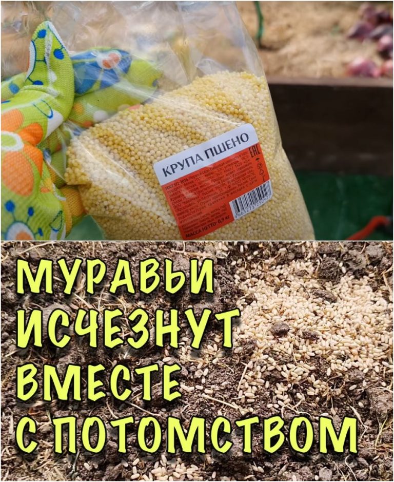 Нашла способ как избавиться от муравьёв быстро и без химии. Убегают вместе с потомством