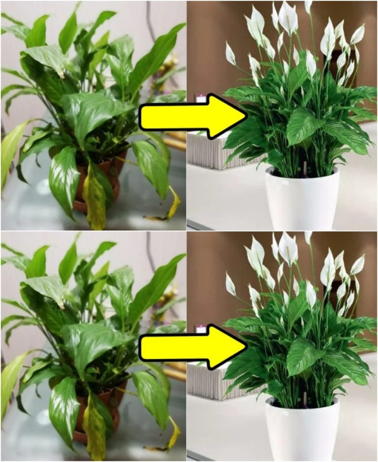 Никак не могла добиться красивого спатифиллума: не цвел, листья чернели. Все из-за 1 ошибки!