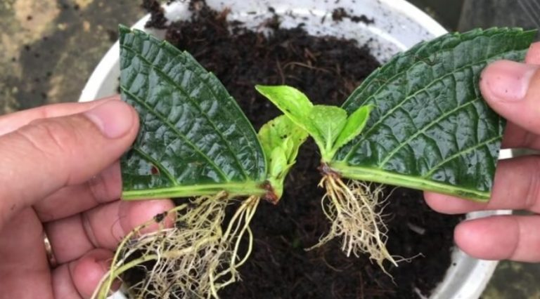 Самый простой и эффективный способ размножения гортензий листом: результат уже через месяц