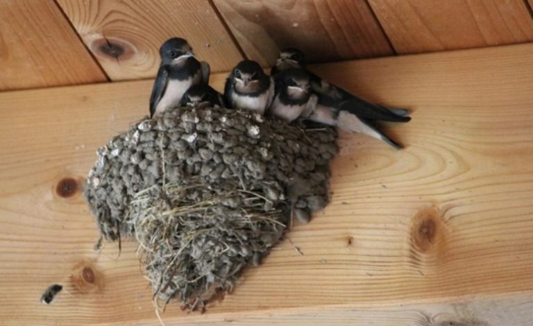 Почему ласточки строят гнезда на вашем доме: на эти причины хозяевам нужно обратить внимание