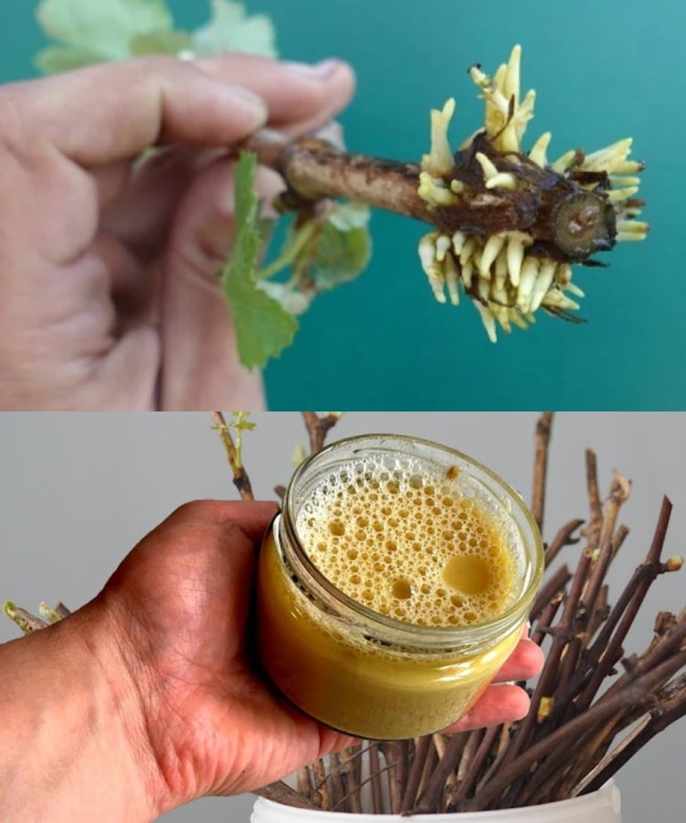 Старый китайский рецепт: раствор, в котором любой черенок пустит первые корешки за 2 дня