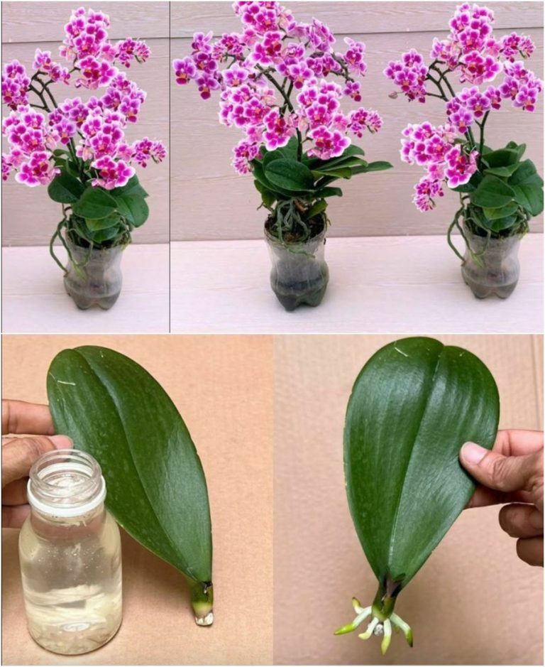 Соседка выкинула орхидею, а я забрала, и через 2 месяца вернула ей здоровый цветок