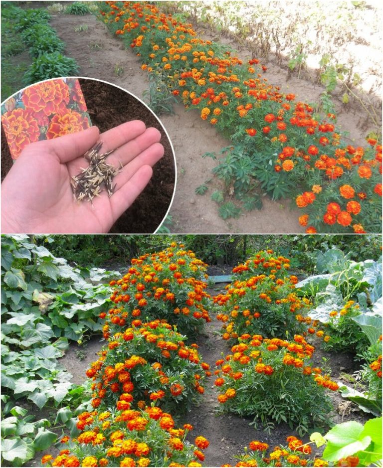 Зачем на огороде высаживать бархатцы и какую пользу они приносят