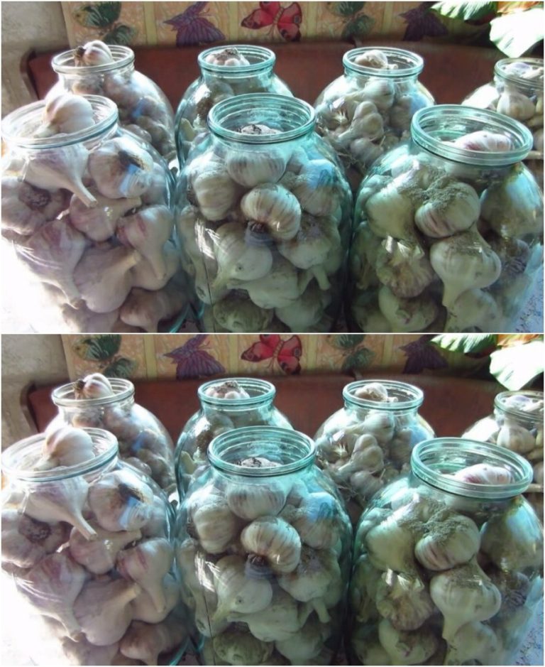 Лучший метод хранения чеснока: может так лежать годами