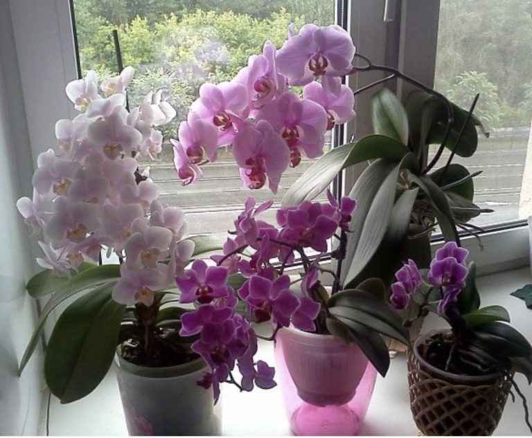 Больше вообще не поливаю орхидеи, а они и рады – все зацвели как никогда. Научила всех подруг