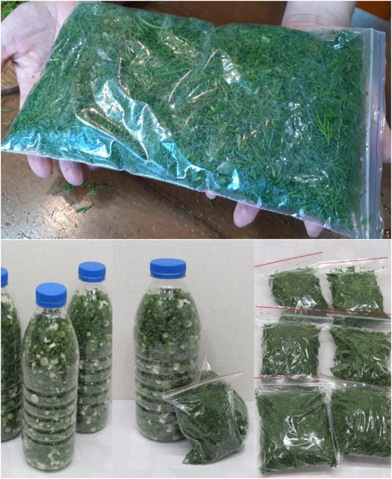 Как заготовить на зиму укроп без заморозки: делаем запасы, т.к. зимой зелени не накупишься