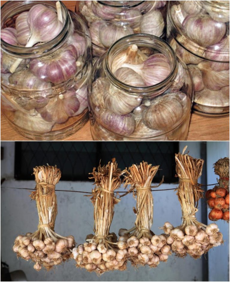 Как правильно хранить лук и чеснок, чтобы он хорошо сохранился до следующего урожая