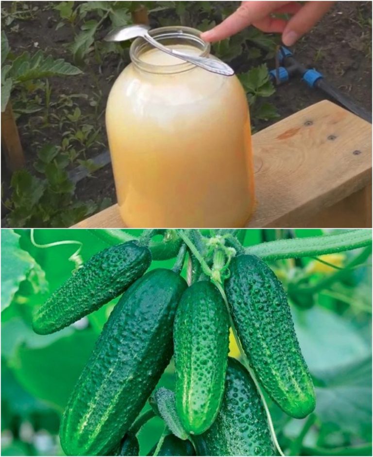 1 литр молока на ведро воды и листья огурцов больше не желтеют