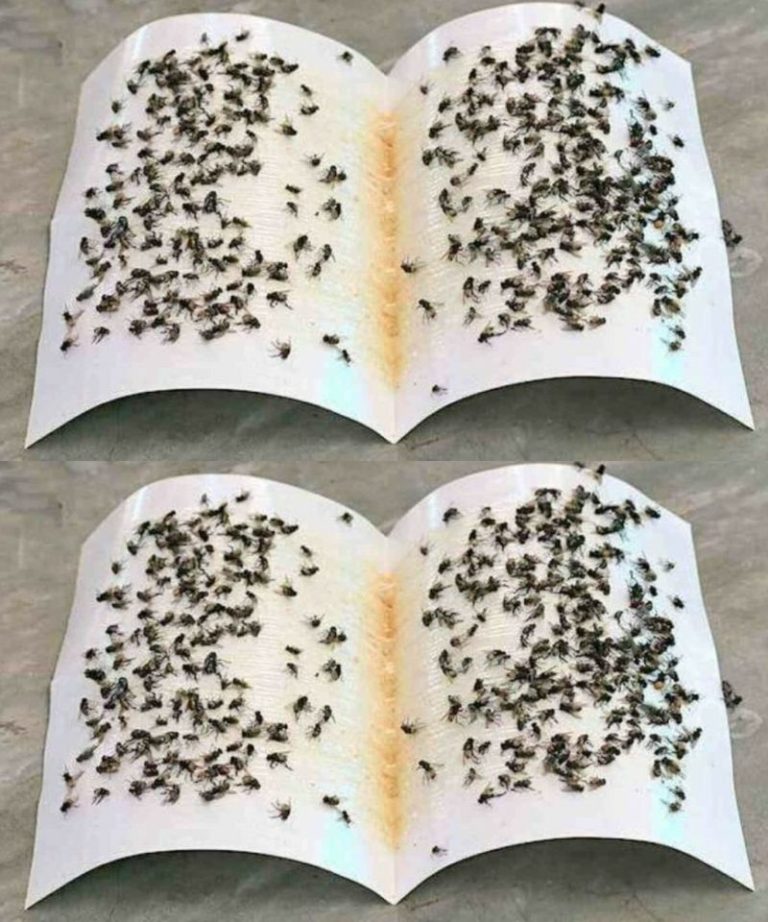 Я навсегда забыла, что такое мухи, комары и мошкара в доме: избавляемся от них раз и навсегда