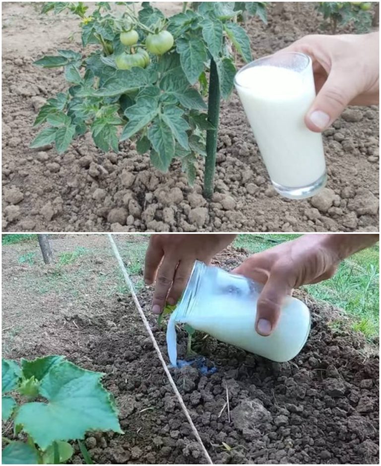 Дайте огурцам и томатам молоко. И они завалят вас рекордным урожаем