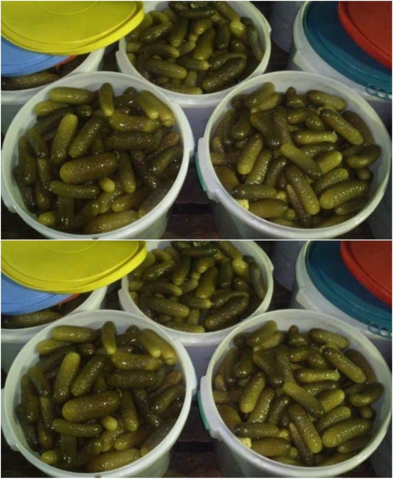 Освоил засолку огурцов в ведре: очень вкусно и удобно. Делюсь рецептами