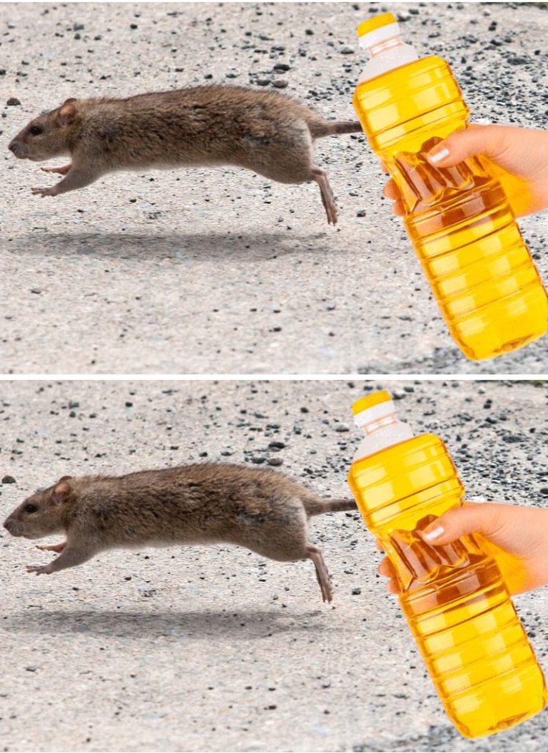 Пару капель этого средства прогонят мышей с вашего дома: делюсь инструкцией