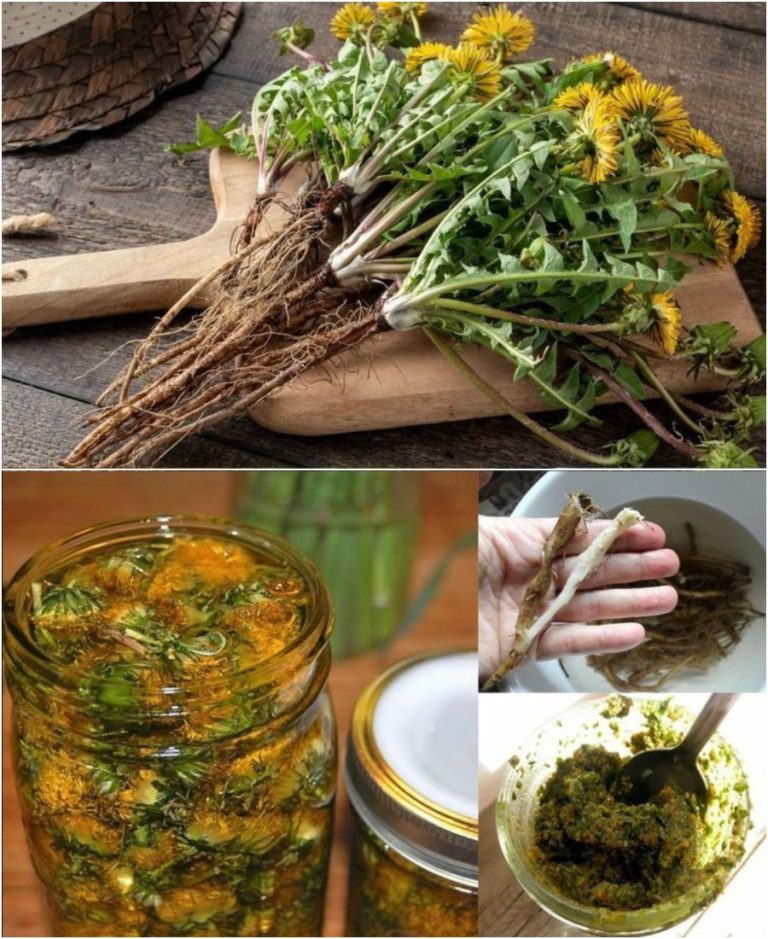 Одуванчик — это эликсир жизни. Он весь съедобный, но многие не знают, что настоящее сокровище — это его корни